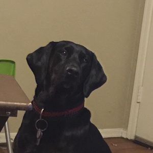 Meet your Posher, Morgan